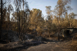 MITECO despliega 22 medios a&eacute;reos y 7 brigadas para la extinci&oacute;n de los incendios de Huelva, Huesca y Guadalajara