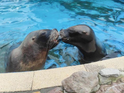 Muere por causas naturales una de las hembras de le&oacute;n marino m&aacute;s queridas de Cab&aacute;rceno