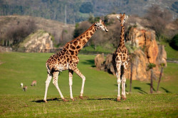 Muere una jirafa del Parque de Cabárceno tras una infección en una pata
