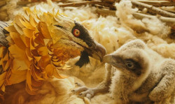 Nacen en cautividad cinco ejemplares de quebrantahuesos que ser&aacute;n liberados en Picos de Europa