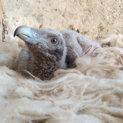 Nacen en cautividad cinco quebrantahuesos que reforzar&aacute;n la poblaci&oacute;n en Picos de Europa