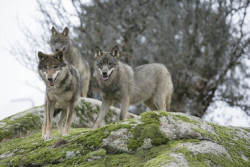 Podemos y Alianza Verde preguntan a Bruselas por la "muerte de 16 cachorros de lobo" en Cantabria