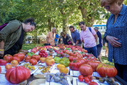 Polanco celebrar&aacute; la Feria Nacional del Tomate Antiguo el 22 y 23 de agosto