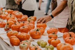 Polanco y el Banco de Semillas de Tomate Antiguo buscan aquellas heredadas en las huertas c&aacute;ntabras