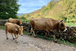 Registrado un brote de tuberculosis en ganado vacuno de Vega de Li&eacute;bana, con positivos en diez explotaciones