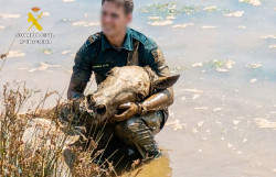  Rescatan a un caballo y otro muere en el fango de la r&iacute;a de Pontejos
