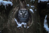 Santander Capital Natural organiza una nueva edici&oacute;n del ciclo de cine documental sobre la fauna salvaje `Pajareros`