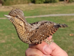 SEO/BirdLife ha anillado m&aacute;s de 4.000 aves de 52 especies desde 2018