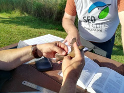 SEO/BridLife anilla 543 aves de 28 especies en la marisma Victoria