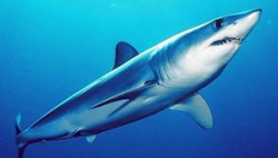 Tiburones del Cantábrico