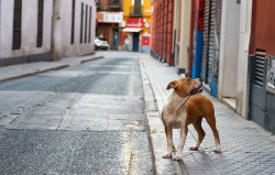 Torrelavega concede 22.000 euros en subvenciones a cuatro proyectos de protecci&oacute;n y bienestar animal