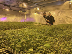 Torrelavega repartir&aacute; desde ma&ntilde;ana unas 10.000 plantas de tomate de 350 variedades