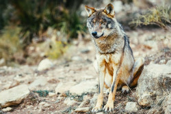 TRAGSA elaborará e implementará el nuevo Plan de Gestión del Lobo en Cantabria