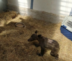 Trasladan a Cantabria a la osezna recogida hace unos d&iacute;as en Somiedo