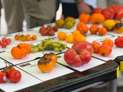 Un centenar de personas participan en el concurso del Festival del Tomate de Bezana que gana Emilio Medina