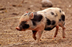 Un estudio asegura que la carne de cerdo puede incluirse en una dieta saludable para perder peso