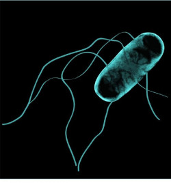 Un estudio señala en la exposición a la bacteria de la salmonella aumenta el riesgo de cáncer de colon