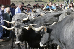 Un total de 16 ejemplares de ganado tudanco se han sorteado este domingo en la Finca de Sotama