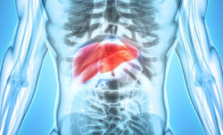 Una investigación del CSIC propone una nueva vía para tratar un cáncer de hígado muy agresivo