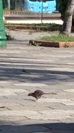 A mis vecinas y amigas  las ratas de Plaza Colón del Sardi Por Carlos Magdalena 
