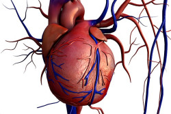 A través de las orejas del corazón    Dr. José Manuel Revuelta