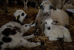 Agricultores, ganaderos y cazadores se "llenar&aacute;n las calles de Madrid" el 20 de marzo para defender el mundo rural