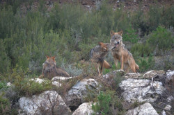 Agricultores y ganaderos dicen que el Parlamento Europeo "saca los colores" al MITECO en su estrategia del lobo