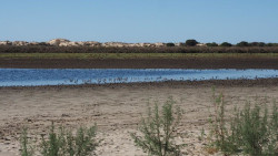 An&aacute;lisis comparativo de 70 estudios muestra "el grave impacto" de la extracci&oacute;n de agua del acu&iacute;fero de Do&ntilde;ana