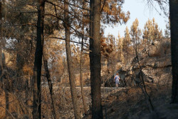 Aprovechar la biomasa podr&iacute;a reducir la superficie quemada hasta en un 60%, seg&uacute;n AEFECC