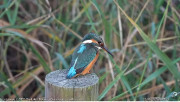  As&iacute; reaccionar&aacute; la naturaleza: Aves a sus dormideros, insectos cambian su actividad y las flores se cierran
