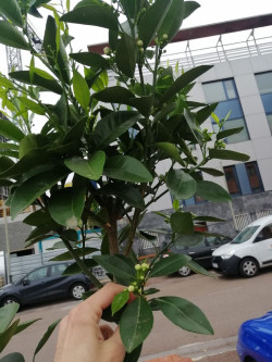 Astillero planta frutales para ampliar los espacios con arbolado