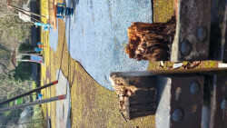 @AVIP asegura que el Ayuntamiento presta el servicio de parques y jardines "sin contrato"