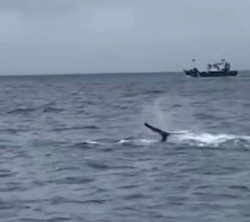 Avistada una ballena jorobada desde el puerto de Santo&ntilde;a