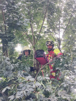 Bomberos rescatan a un gato que permaneci&oacute; tres d&iacute;as en la copa de un &aacute;rbol en Villacarriedo