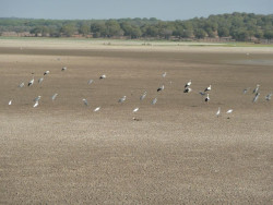 Bruselas alerta a Espa&ntilde;a del riesgo de ampliar regad&iacute;os en Do&ntilde;ana y recuerda posibles multas