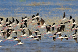 Bruselas expedienta de nuevo a Espa&ntilde;a y amenaza con multa por no proteger el humedal de Do&ntilde;ana pese a sentencia