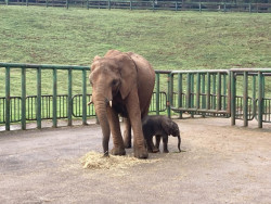 Cabárceno consolida su liderazgo en reproducción de elefante africano con el nacimiento de su 23º ejemplar
