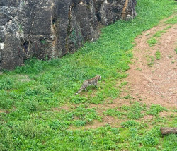 Cab&aacute;rceno incorpora una nueva especie protegida con la llegada de dos leopardos persas