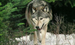Canis Lupus, especie protegida
