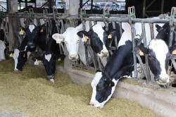 Cantabria abona a 817 ganaderos casi 8 millones en ayudas para la producción de leche de vaca