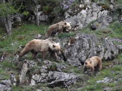 Cantabria abre una segunda consulta pública para elaborar el Plan de Recuperación del Oso Pardo