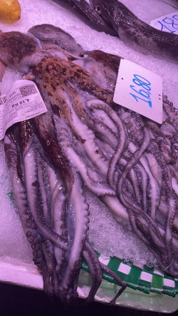 Cantabria abrirá la campaña de la pesca recreativa del pulpo el 1 de julio