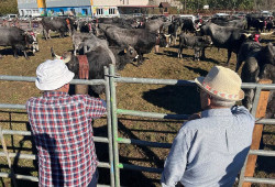 Cantabria ayuda con 105.000 euros a la celebración de ferias y concursos de ganado selecto