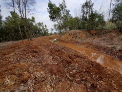 Cantabria carece de un plan de repoblaci&oacute;n forestal.   Por Carlos Magdalena&nbsp;