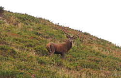 Cantabria conocer&aacute; en oto&ntilde;o el censo de rebecos y venados tras el "acusado descenso" de la &uacute;ltima d&eacute;cada