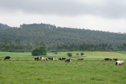 Cantabria convoca ayudas por 640.000 euros para reforzar la sanidad animal en las explotaciones ganaderas
