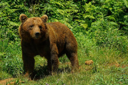 Cantabria firma un convenio con Bondalti para reforzar el seguimiento del oso pardo en los próximos cuatro años
