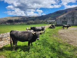 Cantabria inicia el pago de más de 1,5 millones para la conservación de razas a 562 ganaderos