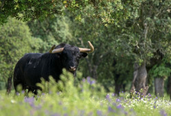 Cantabria, otras 8 CCAA, el Senado y Fundaci&oacute;n Toro de Lidia presentan este jueves el Premio Nacional de Tauromaquia