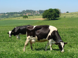 Cantabria pedir&aacute; este viernes fondos de 1,8 millones para el pago de ayudas a agricultores y ganaderos